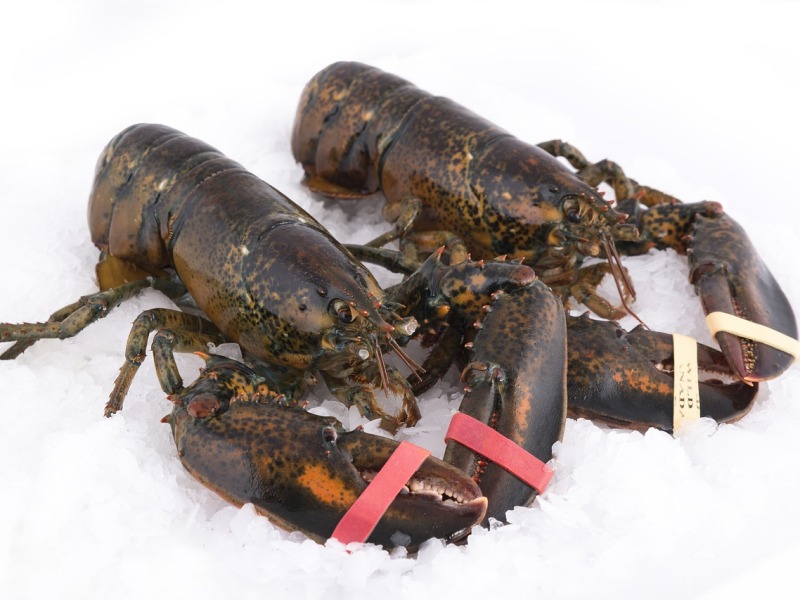 Cooking Lobsters at Home