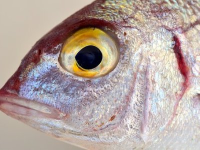 9 Ways to Tell Your Fish is Fresh